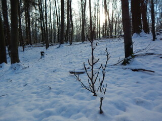 tree in the snow