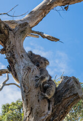 Koala Sleeping in a Tree, Australia.
