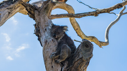 Koala Sleeping in Dead Tree, Victoria, Australia.