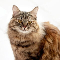 Portrait of a Norwegian forest cat on a light background.