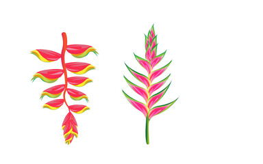 heliconia flower,Heliconia Flower closeup isolated Red and pink,Illustration of tropical heliconia flower