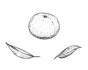 Hand drawn sketch black and white of mandarin, tangerine fruit, leaf. Vector illustration. Elements in graphic style label, card, sticker, menu, package. Engraved style illustration.