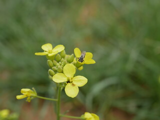 A small fly, similar to a wasp, looks for nectar on a flower with four petals of yellow color on a sunny spring day