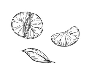 Hand drawn sketch black and white of mandarin, tangerine fruit, slice, leaf, segment. Vector illustration. Elements in graphic style label, card, sticker, menu, package. Engraved style illustration.