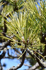 Naklejka premium 松の木