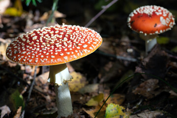 Fliegenpilze in der Morgensonne