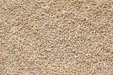 Organic dry wheat seeds background