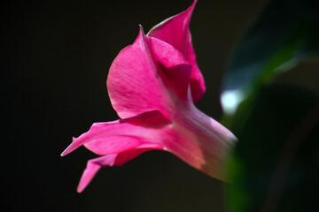 Bl&uuml;ten im Sommer