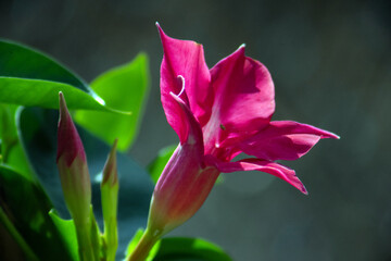 Bl&uuml;ten im Sommer