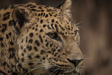 Fototapeta na wymiar la mirada del Leopardo