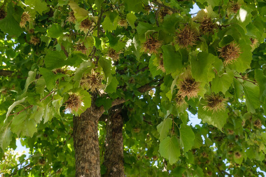 Hexennuss / Haselnuss: Nüsse, Fruchstände und grüne Blätter an den Zweigen der Baum-Hasel (La.: Corylus colurna)