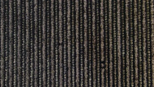 Cinematic aerial shot of massive field of almond trees in San Joaquin Valley in Central California