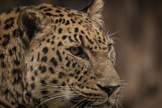 la mirada del Leopardo