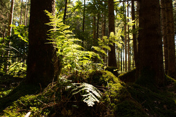 Wald von seiner sch&ouml;nen Seite