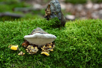 Wald von seiner sch&ouml;nen Seite