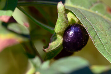 Wald von seiner sch&ouml;nen Seite