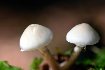 Wald von seiner schönen Seite