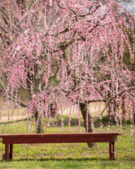 Ameixeiras no Japão.