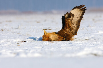 The common buzzard (Buteo buteo) sitting on a dead fox. Buzzard on dead prey in winter.