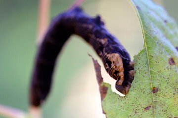 kleine Bewohner des Waldes