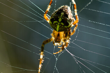 kleine Bewohner des Waldes