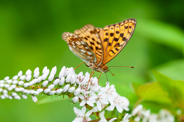 ヒョウモンチョウ　オカトラノオ