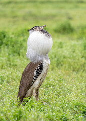Kori bustard (Ardeotis kori) courtship ritual in Ngorongoro, Tanzania. Kori bustard male inflates gular pouches as mating display.