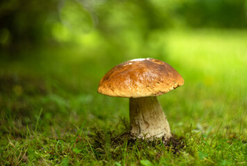 A large white mushroom on the green edge of the forest.