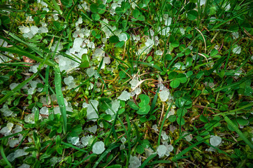 Ice hail in the green grass in summer