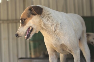 Fototapeta premium White friendly stray dog but shy still curious