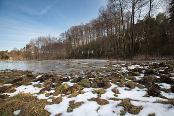 Meadow near the forest flooded by melting snow.