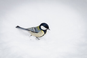 Titmouse flew in and sat on the snow.