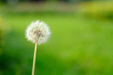 dandelion on green grass
