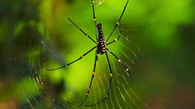 Big spider in spider web macro shoot in the tropical jungle
