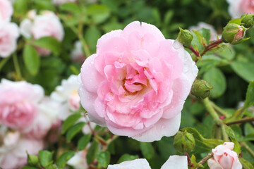 One big pink rose, close-up on petals with raindrops: place for text, congratulatory spring or summer background for Valentine's Day, International Women's Day