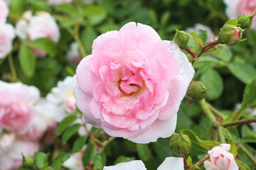 One big pink rose, close-up on petals with raindrops: place for text, congratulatory spring or summer background for Valentine's Day, International Women's Day