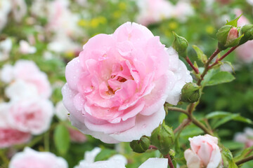 One big pink rose, close-up on petals with raindrops: place for text, congratulatory spring or summer background for Valentine's Day, International Women's Day