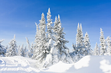 Fototapeta na wymiar snow-covered trees in winter landscape