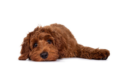 Adorable red Cobberdog pup, layng down with head flat on surface. Looking with droopy eyes towards camera. Isolated on white background.