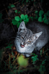 Cats © Сежана Вячина