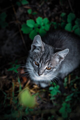 Cats © Сежана Вячина