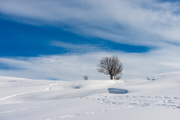 Lonely bare tree in a winter landscape with snow on blue sky with clouds. Lessinia Plateau (Altopiano della Lessinia), Regional Natural Park, Verona Province, Veneto, Italy, Europe.