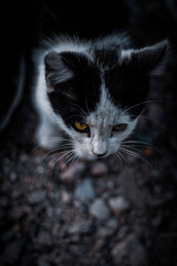 Cats © Сежана Вячина