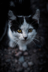 Cats © Сежана Вячина