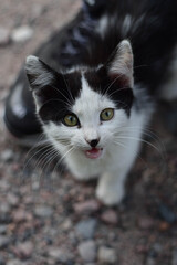 Cats © Сежана Вячина