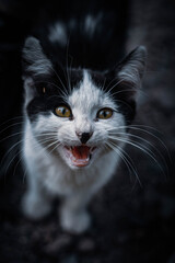 Cats © Сежана Вячина