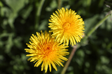 field of yellow dandelions on a sunny spring day. Flower background