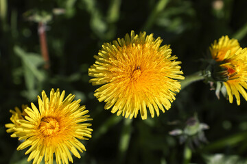 field of yellow dandelions on a sunny spring day. Flower background