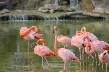 Pink flamingos in nature in a pond