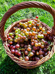 Homegrown clusters of ripe colorful grapes from the garden in the basket on the ground in bright...